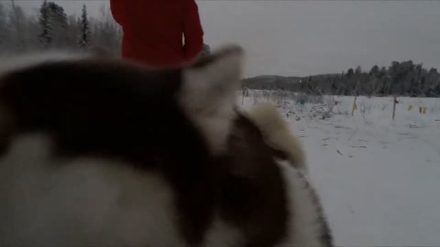 Мурманск январь 2021, катание на снегоходе и собаках смотреть онлайн