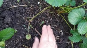 Ремонтантная клубника в сентябре.Что с ней надо сделать? Надо ли убрать цветоносы?