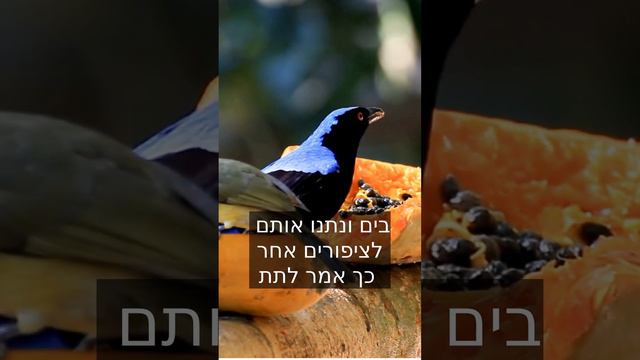 פרשת בשלח שבת שירה🕙 ב 59 שניות | לומדים חסידות ע"פ ליקוטי שיחות דקה תורה בפרשה #בשלח