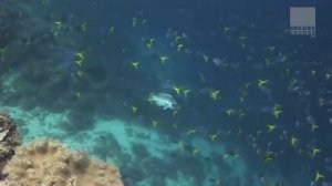 Club Des Belugas - Bossalino