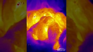 infiRay P2 thermal camera videos