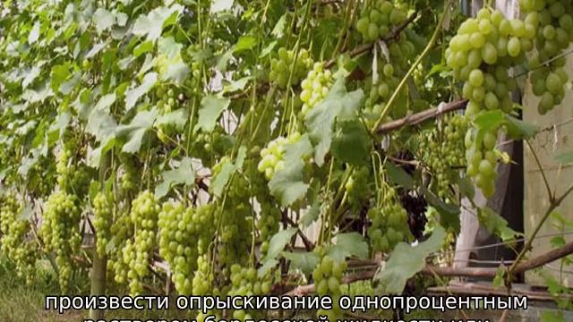Виноград Гарольд
