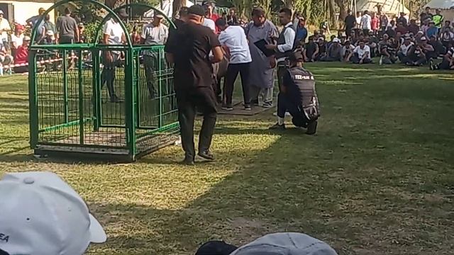 Выставка овец Арашанской породы,бараны производители обсалютки 18.09.21.года г.Кара Балта смотреть онлайн