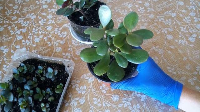 Сделайте так и "Крассула" даст разветвления.Как правильно сформировать денежное дерево. смотреть онлайн