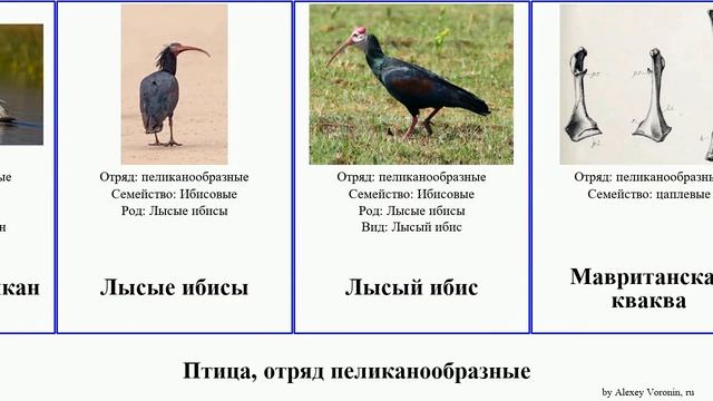 Птица, отряд пеликанообразные цапля ибис кваква волчок олуша белая колпица выпь зелёная birds