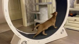 Абиссинская кошка бегает в колесе