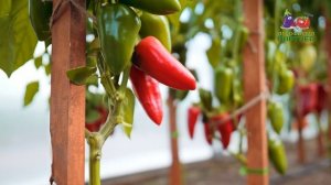 ЭТОТ ПЕРЕЦ МОЖНО ВЫРАСТИТЬ ЗИМОЙ В КВАРТИРЕ! ПЕРЕЦ ФЬЮДЖИ