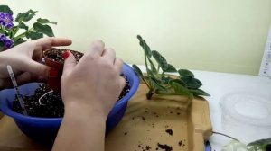 Омоложение фиалки! 3 самых простых способа!!!