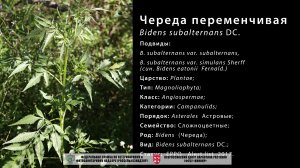 Череда переменчивая (Bidens subalternans)