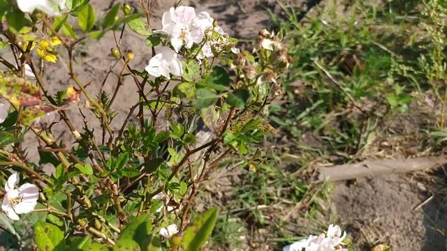 Роза многоцветковая вечноцветущая. Конец сентября. Мой отзыв. смотреть онлайн