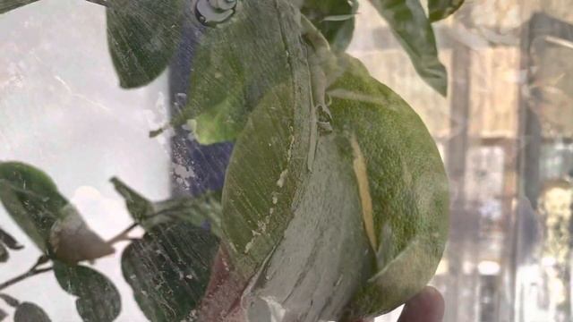 Мандарины и лимоны на подоконнике зимой. Грибы вешенки в январе. смотреть онлайн