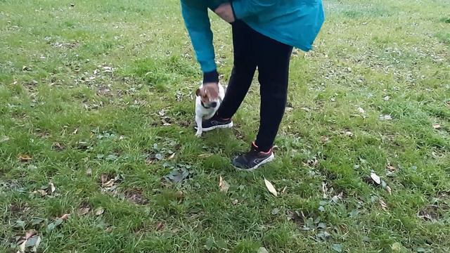 ДРТ Дасти, трюки (Дог-фризби клуб "Петергоф") смотреть онлайн