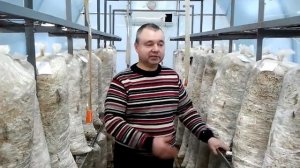 Борьба с мушками при выращивании #вешенки (how to save the harvest of mushrooms from parasites).mp4
