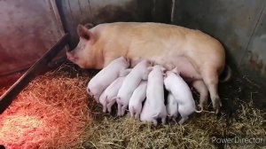 Свинья с поросятами. Глубокая подстилка. Осушитель подстилки.