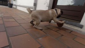 Что будет, когда Кокос играет с кокосом? PUG. Мопс.