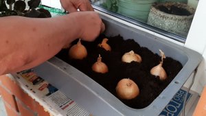 огород на балконе  посадка лука
