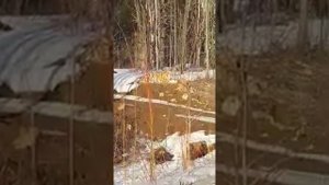 Тигр у трассы Хабаровск-Ванино. Апрель 2019 года