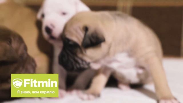Fitmin - я знаю чем кормлю. Питомник Royal Brilliants Kennel (Питбули)