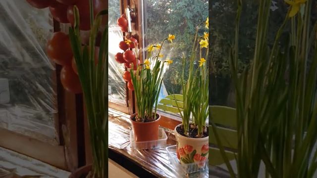 Помидоры и нарциссы на подоконнике смотреть онлайн