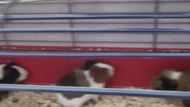 .Алиса и черепашка часть 1. Бабушкины Сказки.Alice and the turtle part 1. Grandma's Tales смотреть онлайн