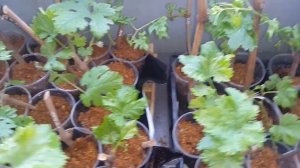 Виноград, стоит ли заниматься черенками дома .