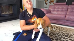 Шерлок САМЫЙ СМЕЛЫЙ ЩЕНОК. Брос Шоу Пет