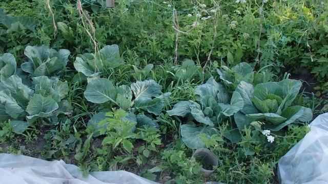 Как часто надо поливать Капусту и подкармливать её удобрениями. смотреть онлайн