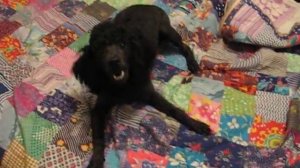 Собака лает и бегает по квартире Funny dog