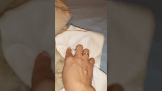 Биотрим спрей для меха смотреть онлайн