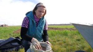 Это лучшая ПОСАДКА КЛУБНИКИ на юге: без прополки, минимум полива, 3 урожая в год