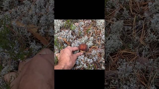 ГРИБНИК ПОПАЛ В ГРИБНОЙ ЛЕС! КОСИТ ЗАЧЁТНЫЕ БОРОВИКИ БЕЛЫЕ ГРИБЫ! смотреть онлайн