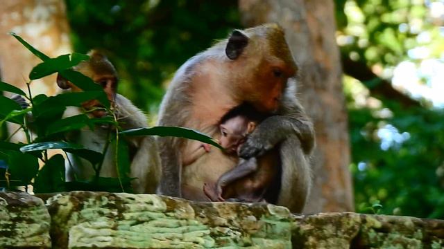 MG Very concern baby Dillion fail to ground | Dillion look hard to hug mom chest when walk смотреть онлайн