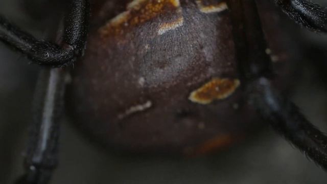 Топ 10 самых ядовитых существ на планете 2022. Интересные факты. смотреть онлайн