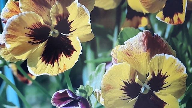 🌹Самая мощная техника самоисцеления 👌🙏#психолог_ОлесяАлександровна смотреть онлайн