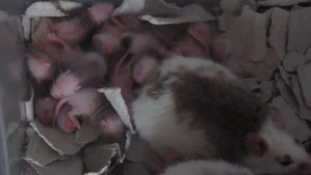 Малыши Мастомисов (Mastomys natalensis) "ZR". Купить Мастомисов, Киев https://zreptile.com/ смотреть онлайн