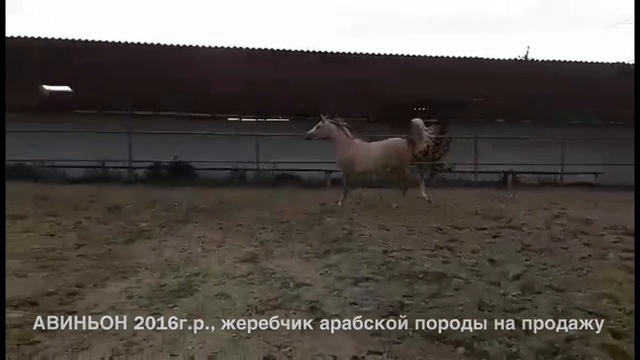 Продажа лошадей арабской чистокровной породы конефермы Эквилайн 