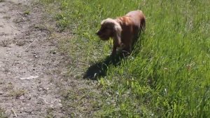 Как бегают кокер-спаниели?