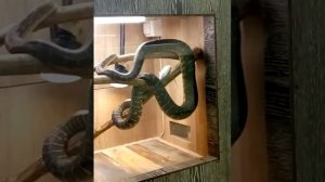 Зоопарк кормление змеи