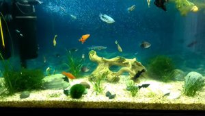 Аквариум дома