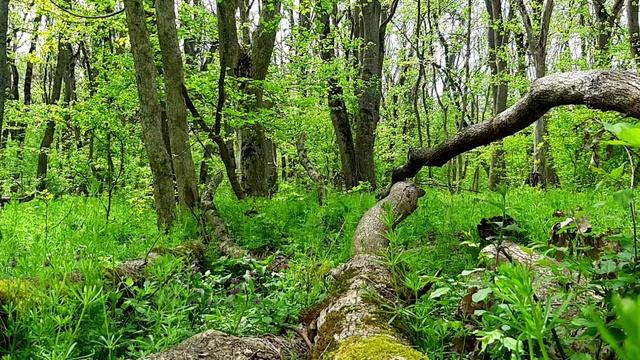 Звуки Красного леса в Краснодарском крае | Пение птиц
