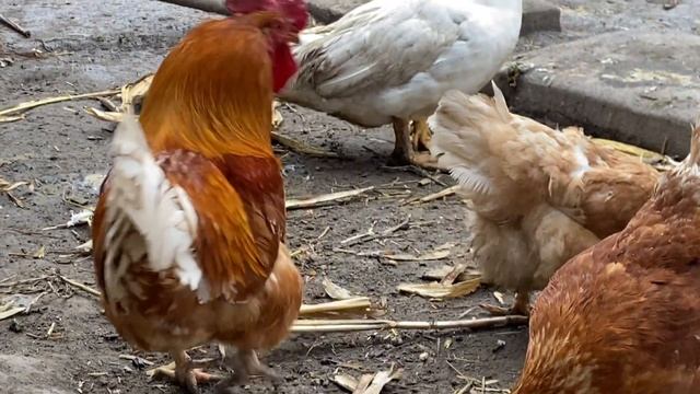Инкуб яйцо кур Мини мясные палевые белохвостые