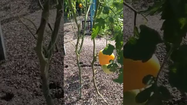 №2 "Желтый клюв". Сорта помидоров. Выращивание помидоров. Огород. Сад. Томаты.