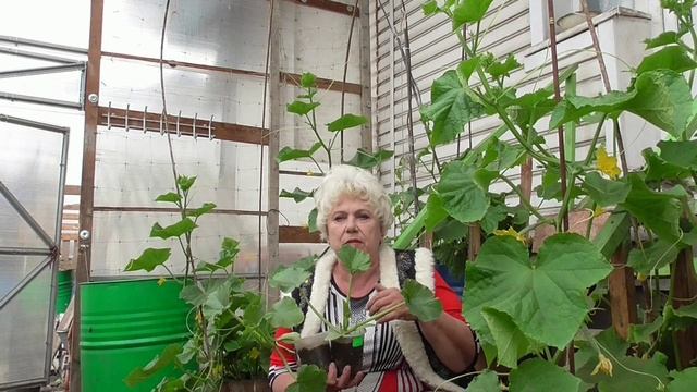 Высадила рассаду кабачков в открытый грунт.