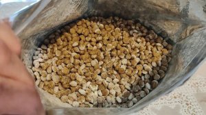 Кошкам добавляю Серу И Ветом 1.