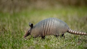 РЫЦАРИ В СИЯЮЩИХ ДОСПЕХАХ: НЕОБЫЧНЫЕ ЗВЕРЬКИ БРОНЕНОСЦЫ