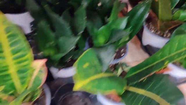 Home Depot Plant Shopping April 11, 2021 смотреть онлайн