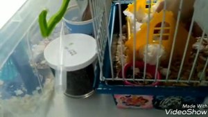 Потерялся хомяк что делать???!!! Как найти сбежавшего хомяка Что делать если хомяк сбежал