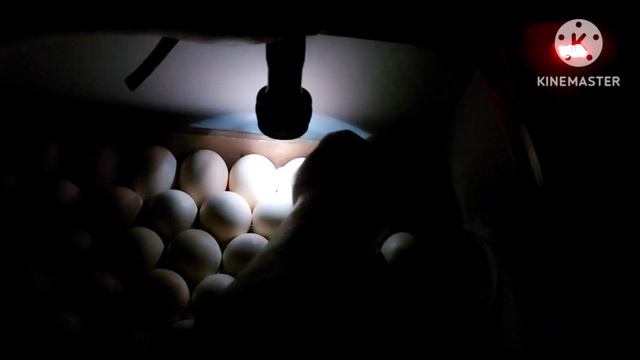 ‼️Вот это результат‼️Овоскопирование яйца на оплодотворение. Как правильно поставить датчик на яйцо смотреть онлайн