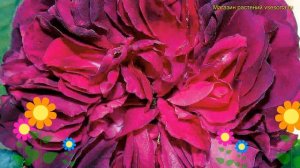 Роза. Краткий обзор, описание характеристик, где купить саженцы rosa souvenir dalphonse lavallee