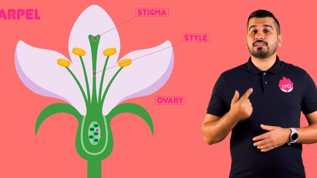 Plant structure & Function | Plant Anatomy | Bite-sized | GCSE | IGCSE Biology | Mr Science in 8K смотреть онлайн